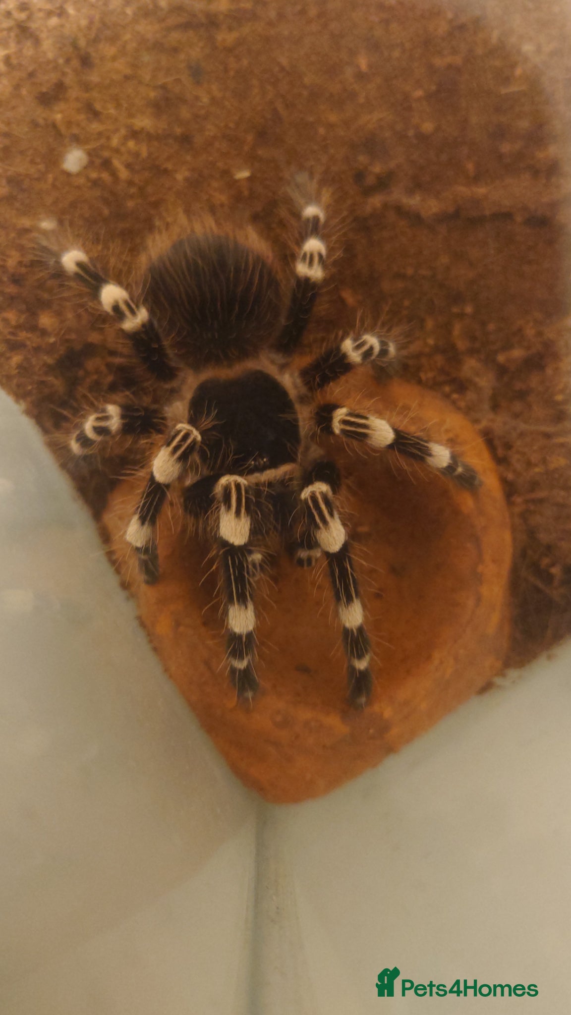 Tarantulas invertebrates Brazilian white knee tarantula (female) +terrarium - Advert 6