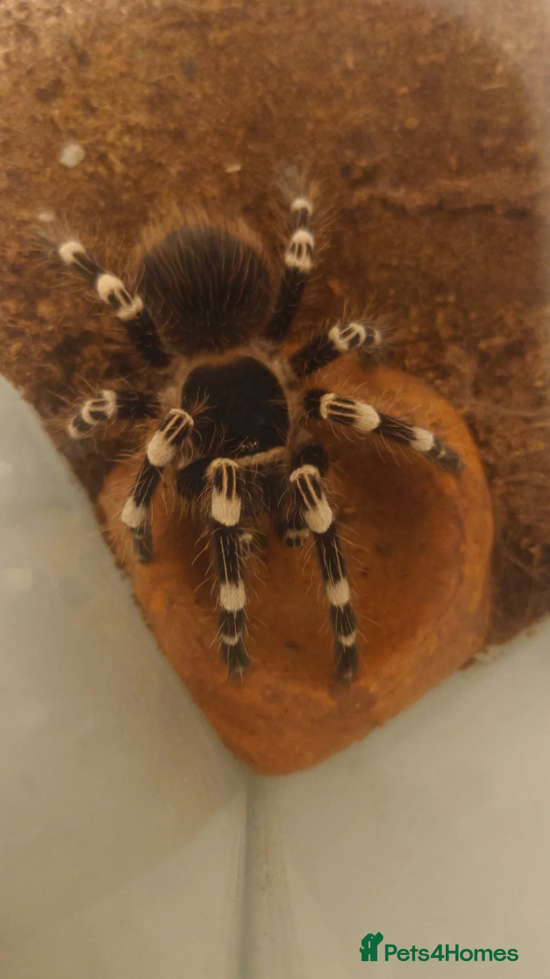 Tarantulas invertebrates for sale: Brazilian white knee tarantula (female) +terrarium in Eastbourne - Advert 1