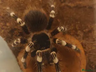 Tarantulas invertebrates Brazilian white knee tarantula (female) +terrarium - Advert 6
