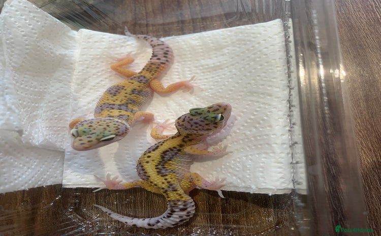 Leopard Gecko reptiles - Advert 9