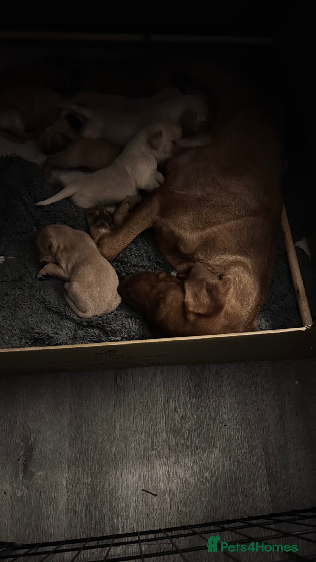 Labrador Retriever dogs for sale: Labrador puppies - Advert 1