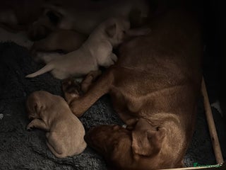 Labrador Retriever dogs Labrador puppies - Advert 1