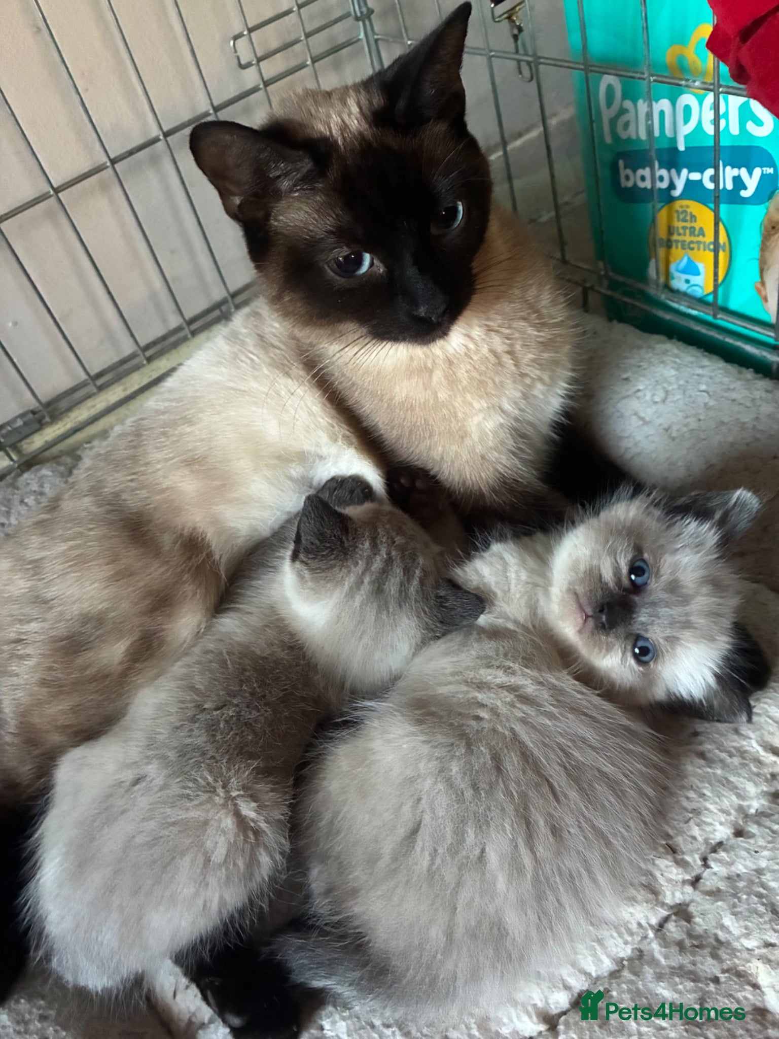 Ragdoll cats Ragdoll kittens to reserve - Advert 5