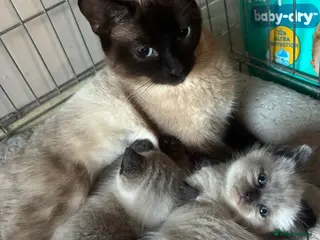 Ragdoll cats Ragdoll kittens to reserve - Advert 5