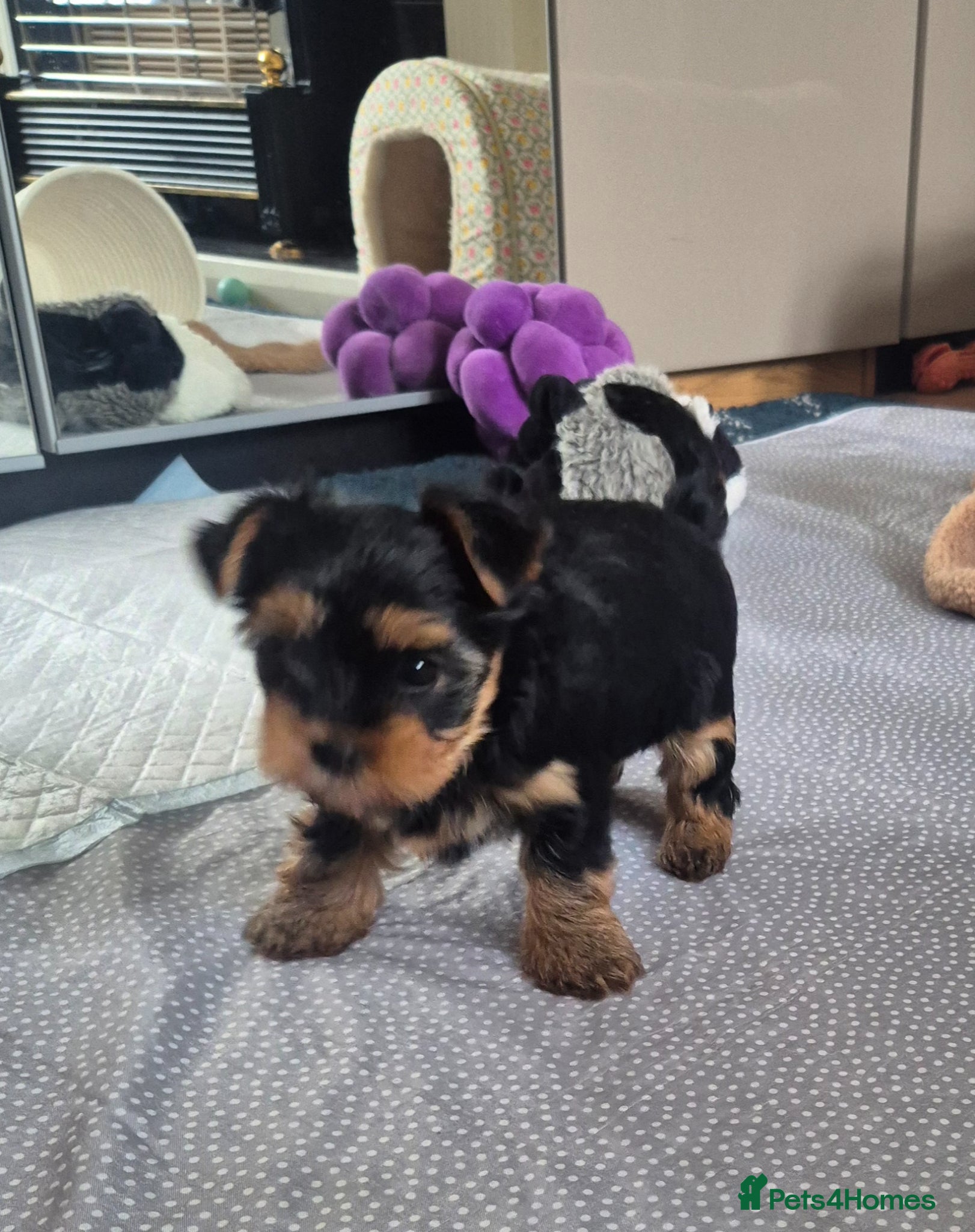 Yorkshire Terrier dogs for sale:  KC Registered Yorkshire Terrier Puppies  - Advert 4