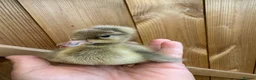 Ducks poultry for sale: SOLD Ducklings hatched 1st july - Advert 7