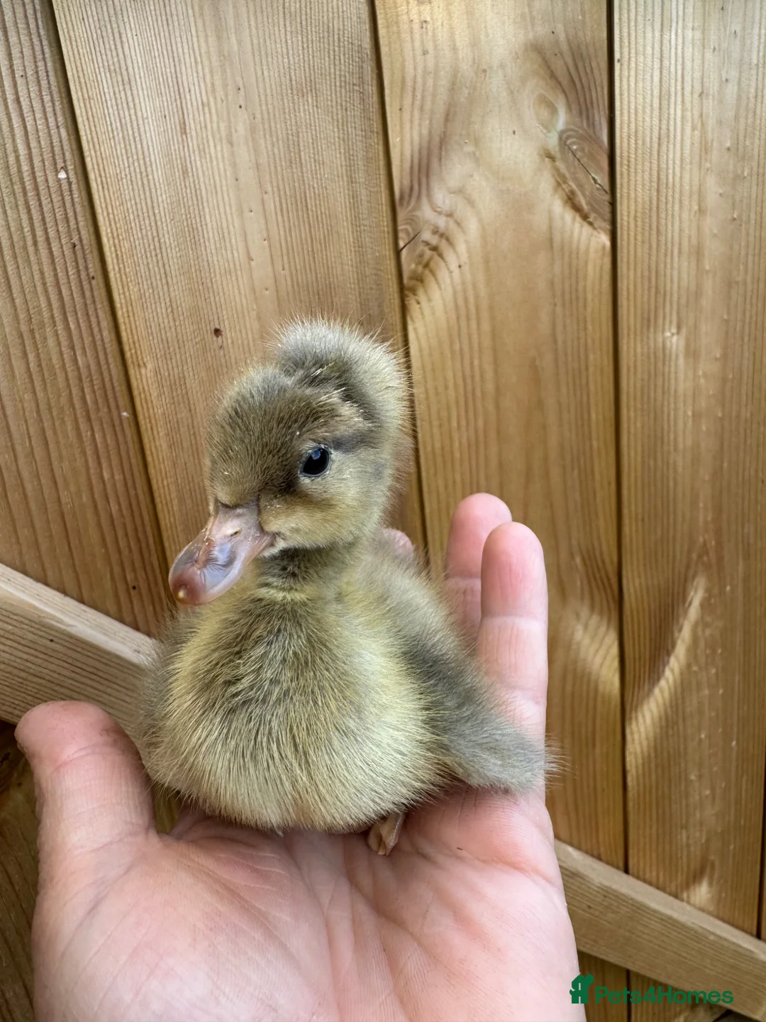 Ducks poultry for sale: SOLD Ducklings hatched 1st july - Advert 7