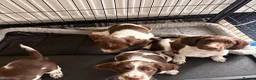 English Springer Spaniel dogs for sale: 1 working English springer spaniels - Advert 7