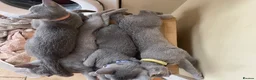 Russian Blue cats for sale: 5 Beautiful Russian Blue Kittens - Advert 15