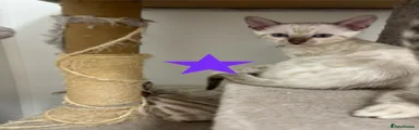 Bengal 6
