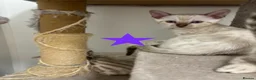 Bengal cats for sale: Pedigree Snow Glittery Bengals  - Advert 8