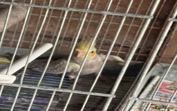Cockatiels birds for sale: Cockatiels - Image 3