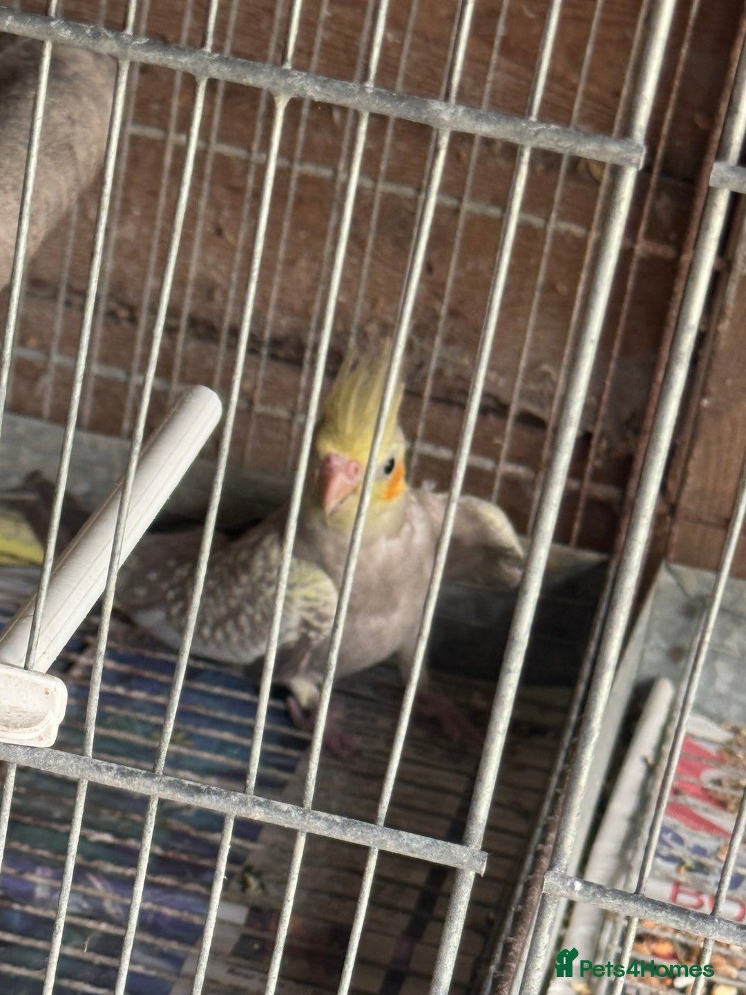 Cockatiels birds for sale: Cockatiels - Image 3