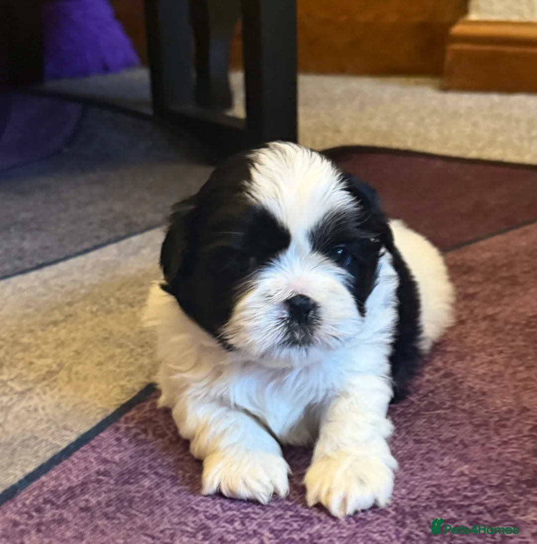 Shih Tzu dogs for sale: Beautiful Shih Tzu’s - STUNNING pure breds - Advert 27