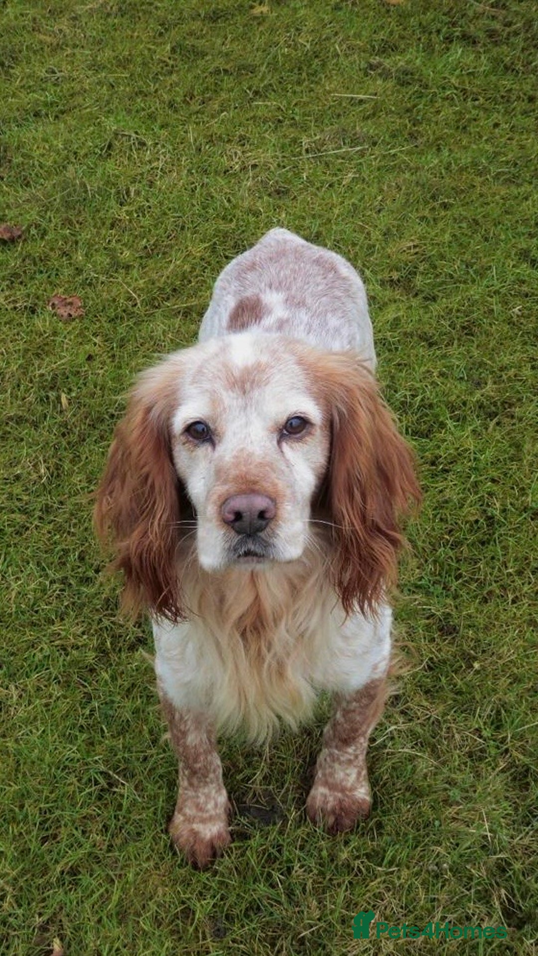Cocker Spaniel dogs for sale: Working Cocker Spaniel Puppy - Advert 7