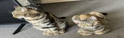 Domestic Shorthair cats for sale: 2 kitten - Advert 3