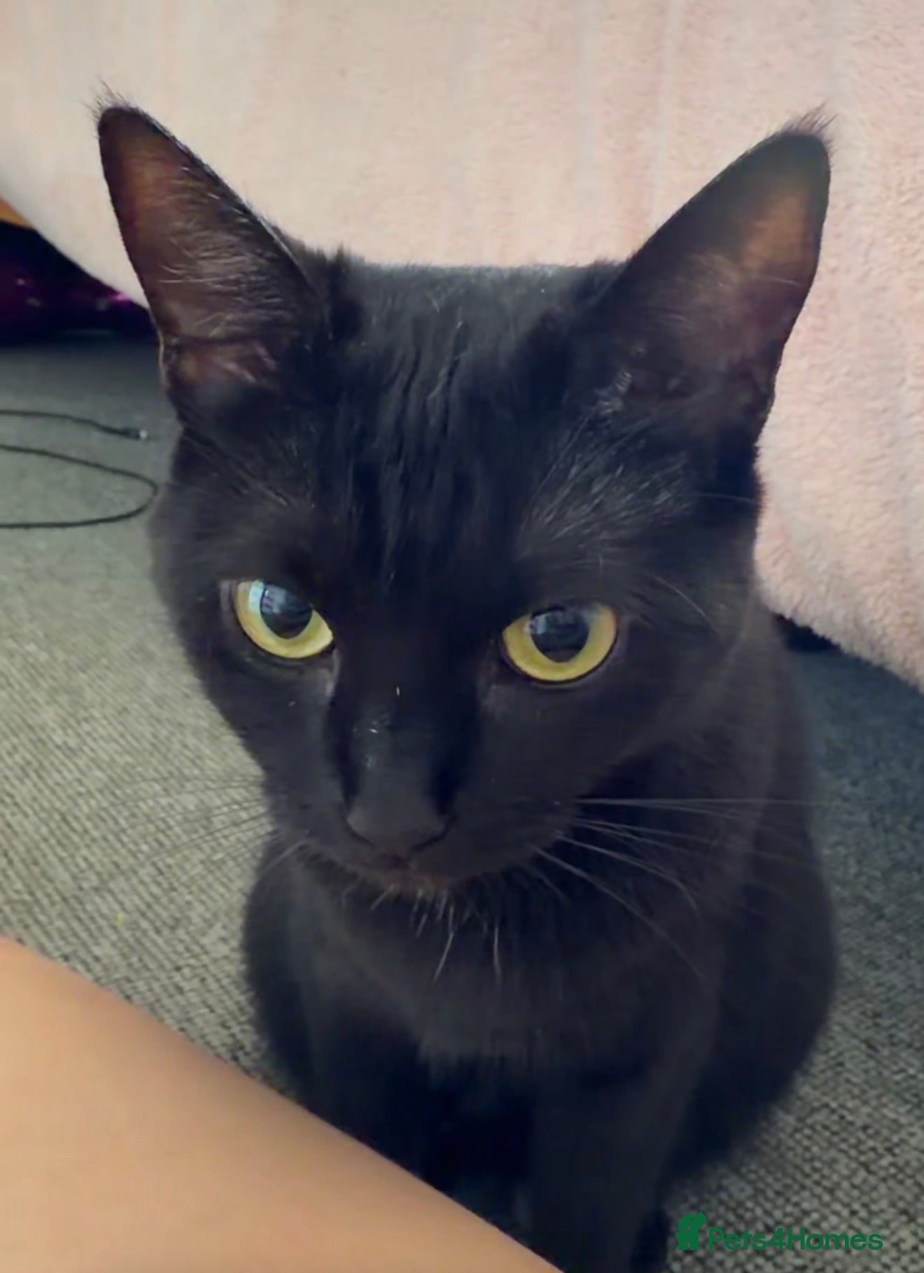 Mixed Breed cats Black cat looking for a forever home  - Advert 1