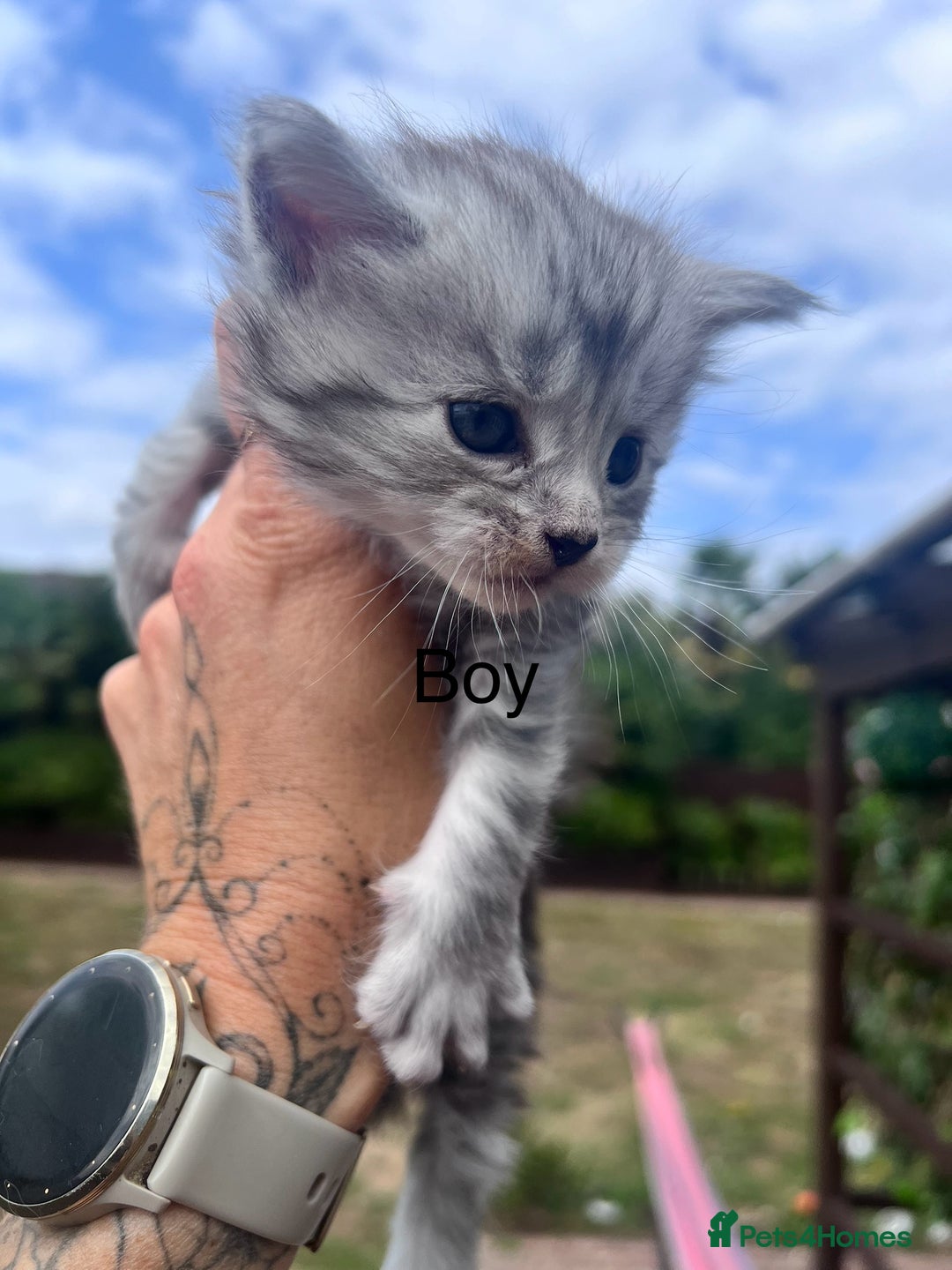 Maine Coon cats for sale: 🔥🔥Maine Coon 🔥🔥kittens  - Image 4