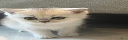 Scottish Fold cats for sale: Pure Scottish Fold  - Advert 6