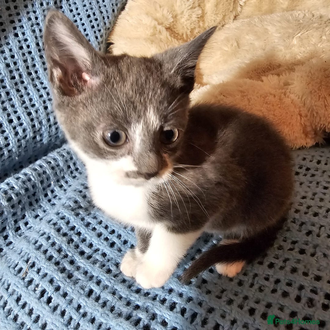 Mixed Breed cats for sale: Kittens for sale - Image 3