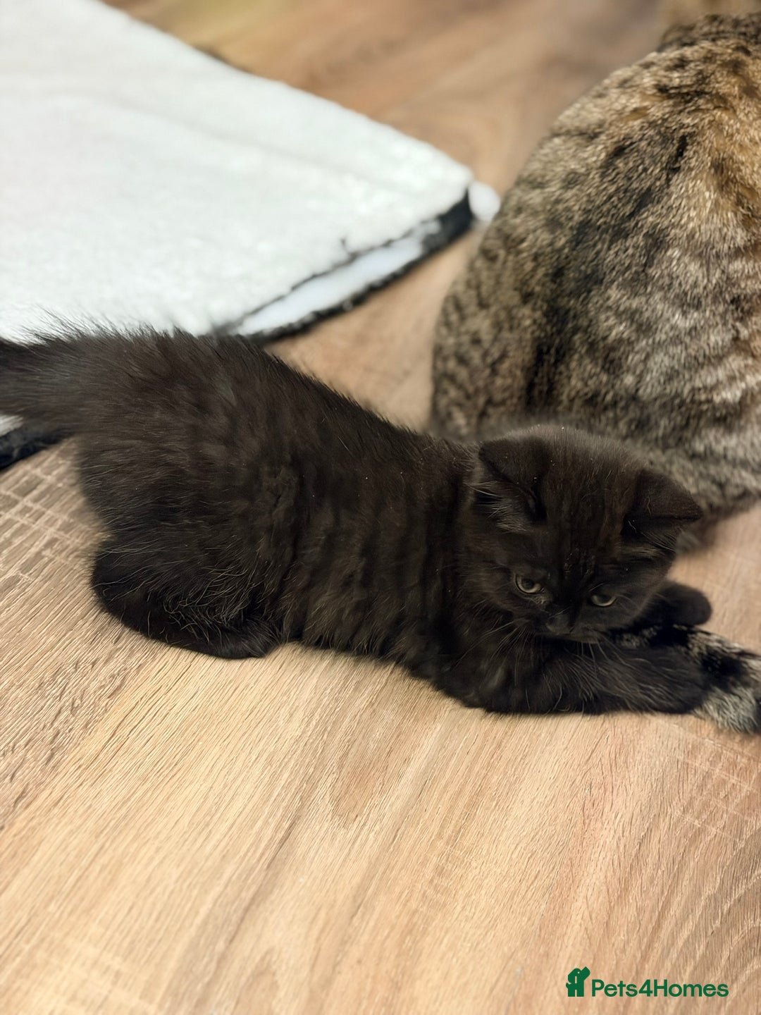 Scottish Fold cats for sale: Scottish fold kittens for sale! - Advert 36