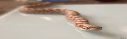 Snake reptiles for sale: Hognose snake in Halesworth - Advert 2