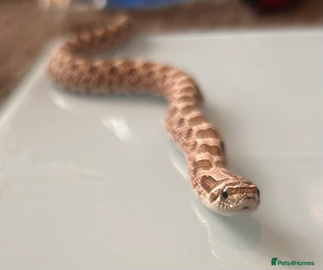 Snake reptiles for sale: Hognose snake in Halesworth - Advert 2