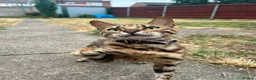 Bengal cats for sale: Bengal female  - Advert 6
