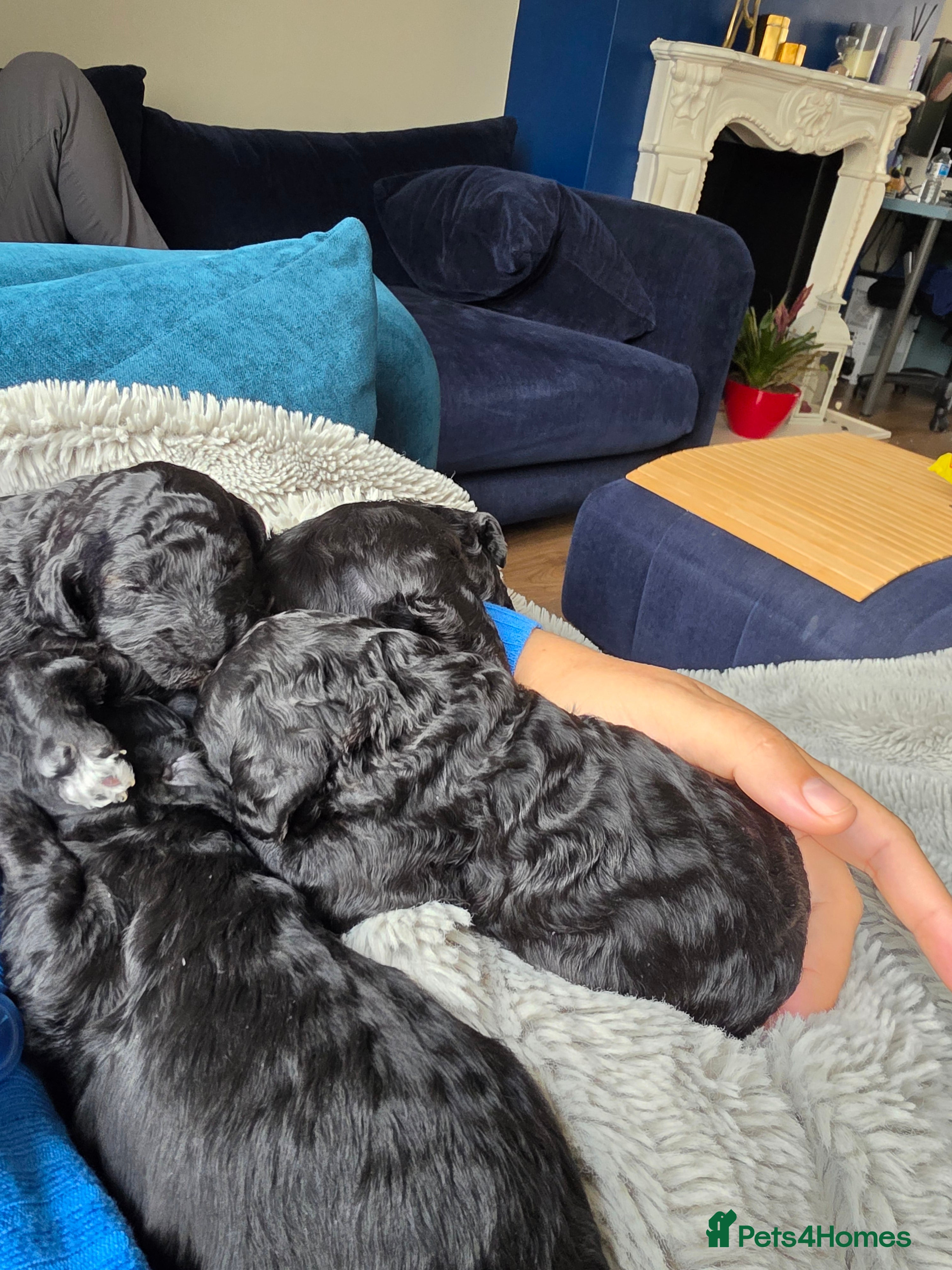 Miniature Poodle dogs Miniature poodle first litter  - Advert 2