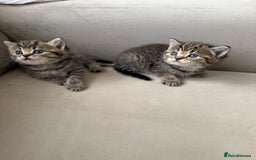Mixed Breed cats for sale: Half Ragdoll, Half British Shorthairs  - Image 5