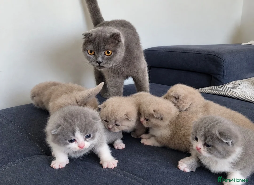 Scottish Fold cats for sale: Beautiful Lilac grey female Scottish Straight - Advert 2