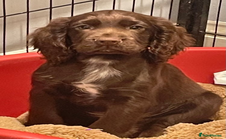 Cocker Spaniel dogs - Advert 10
