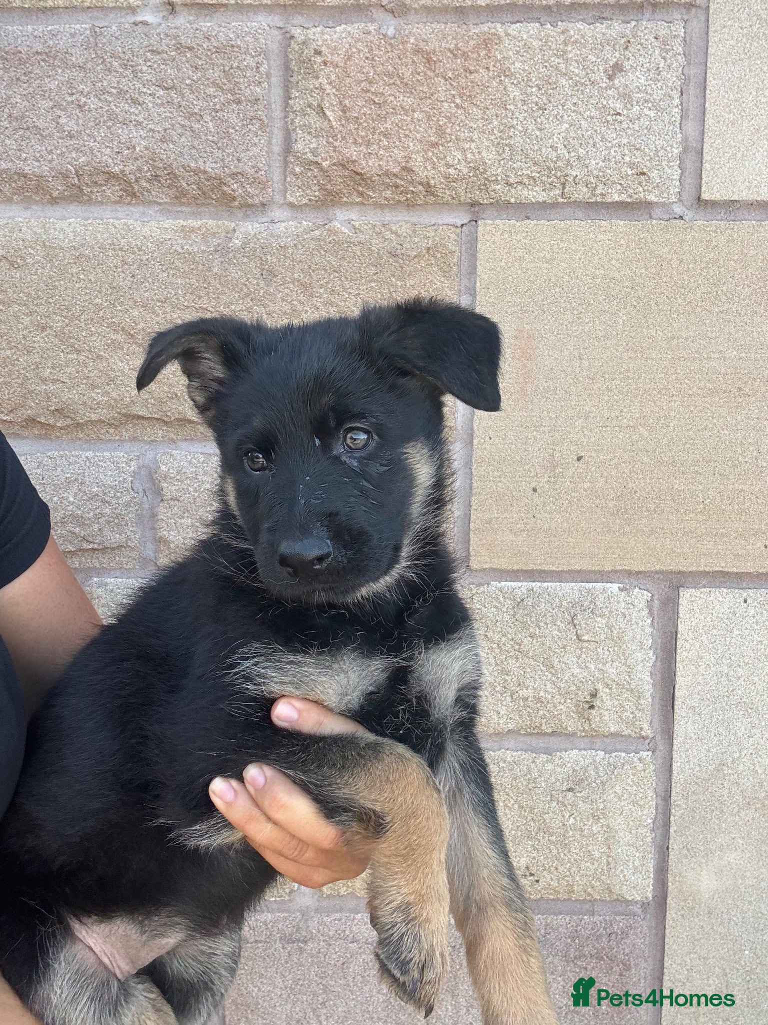German Shepherd dogs 1 girl left! Due to time waster! Ready now! - Advert 10