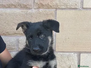 German Shepherd dogs 1 girl left! Due to time waster! Ready now! - Advert 10