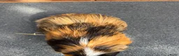 Guinea Pig rodents for sale: Guinea pigs looking for New Homes  - Advert 11
