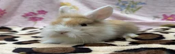 Mini Lion Lop rabbits for sale: 🐰 Dutch x Lion Lop Babies – Ready to Reserve - Advert 3