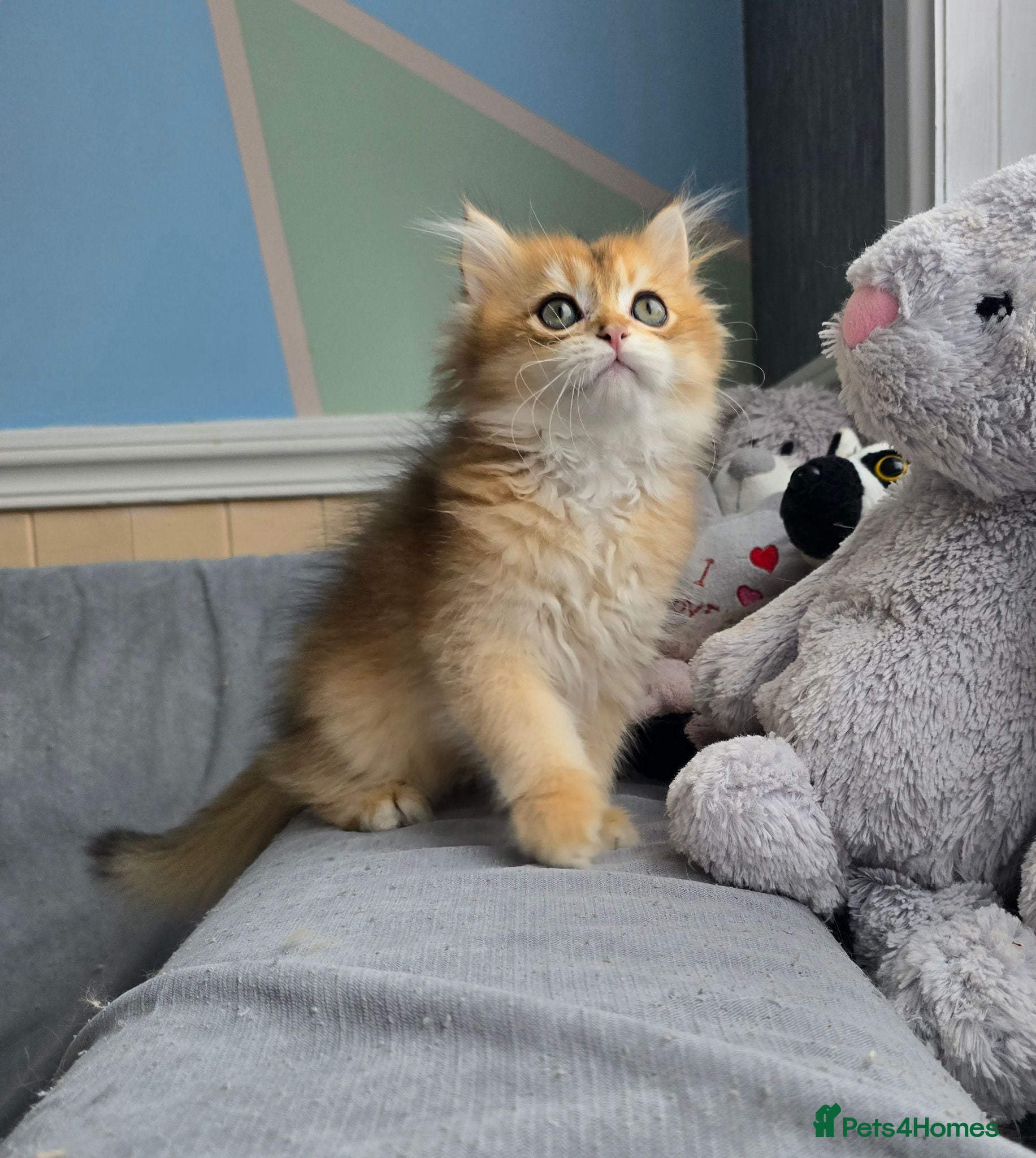 British Shorthair cats Pedigree golden British shorthair  - Advert 2