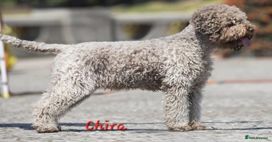 Lagotto Romagnolo dogs - Advert 4