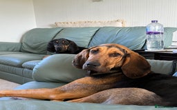 Bloodhound dogs for sale: 2 bonded hounds  - Image 3
