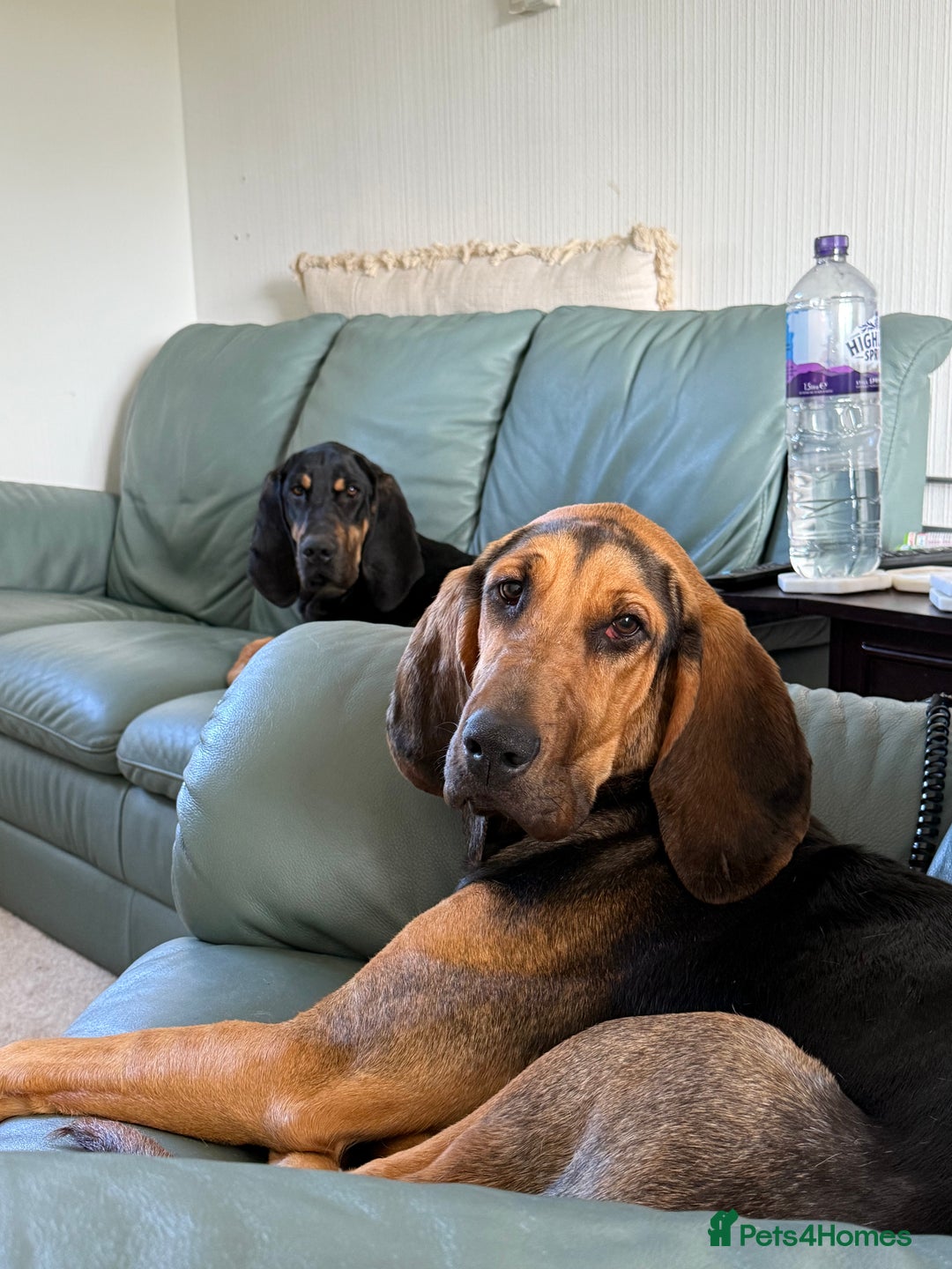 Bloodhound dogs for sale: 2 bonded hounds  - Image 3