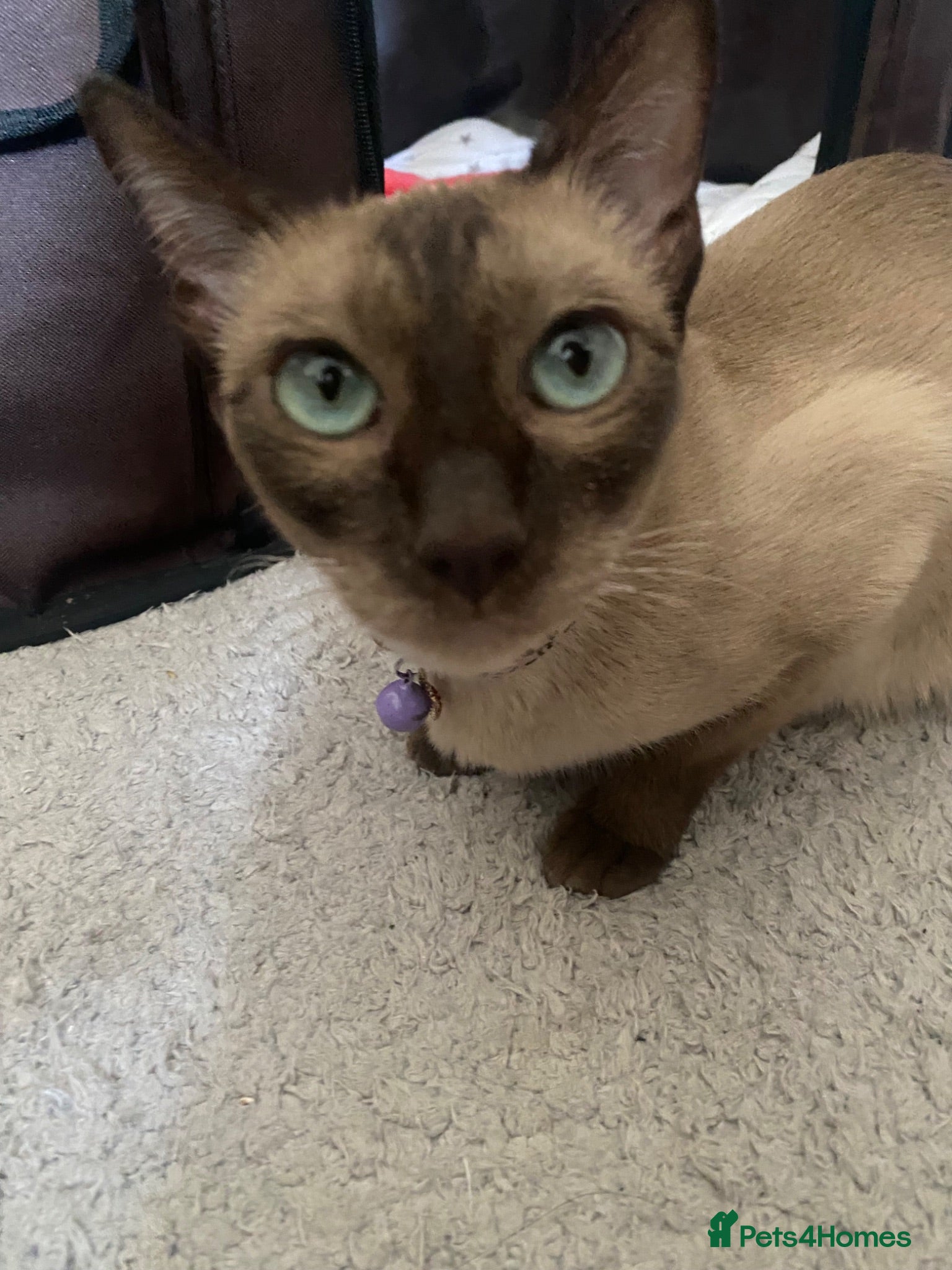 Tonkinese cats Tonkinese x Raagdoll -Tonkdoll - Advert 1