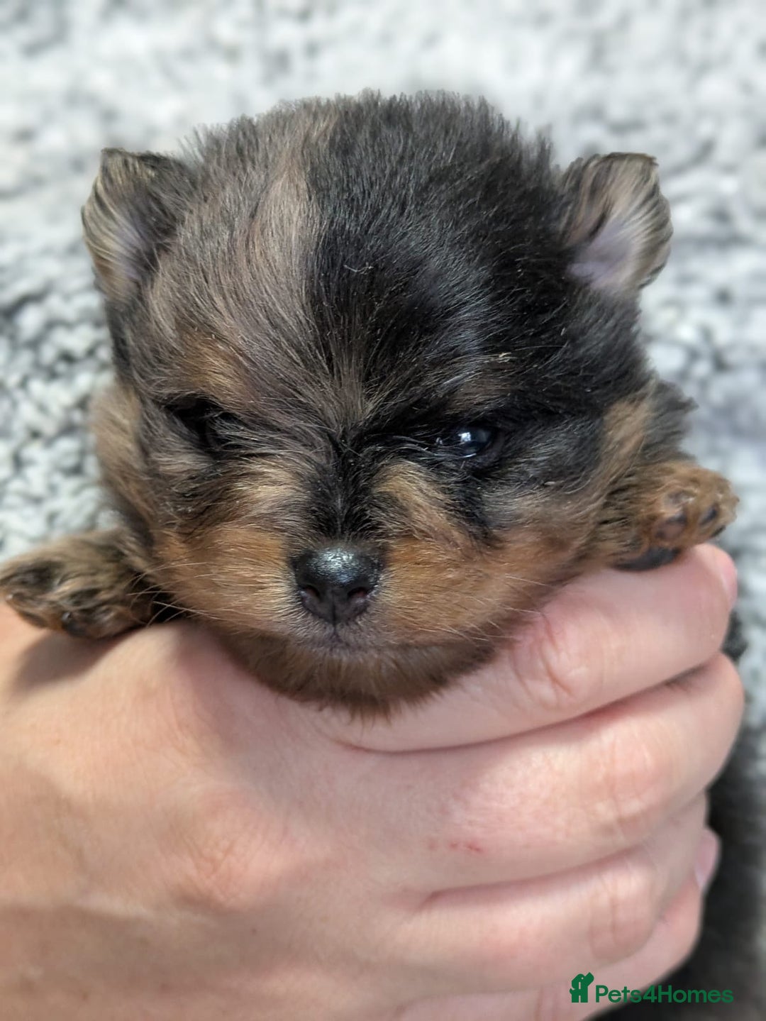 Pomeranian dogs for stud: BEST LOOKING TEDDY ** MERLE & TAN STUD IN THE UK  in Hartlepool - Image 5