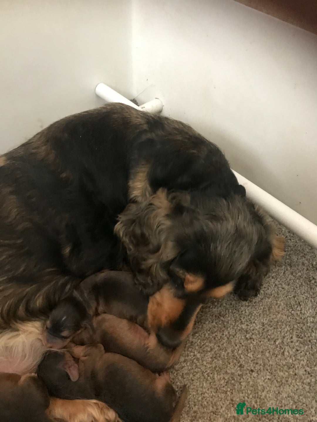 Cockapoo dogs for sale: Beautiful F1 Cockapoo Puppies  - Image 13