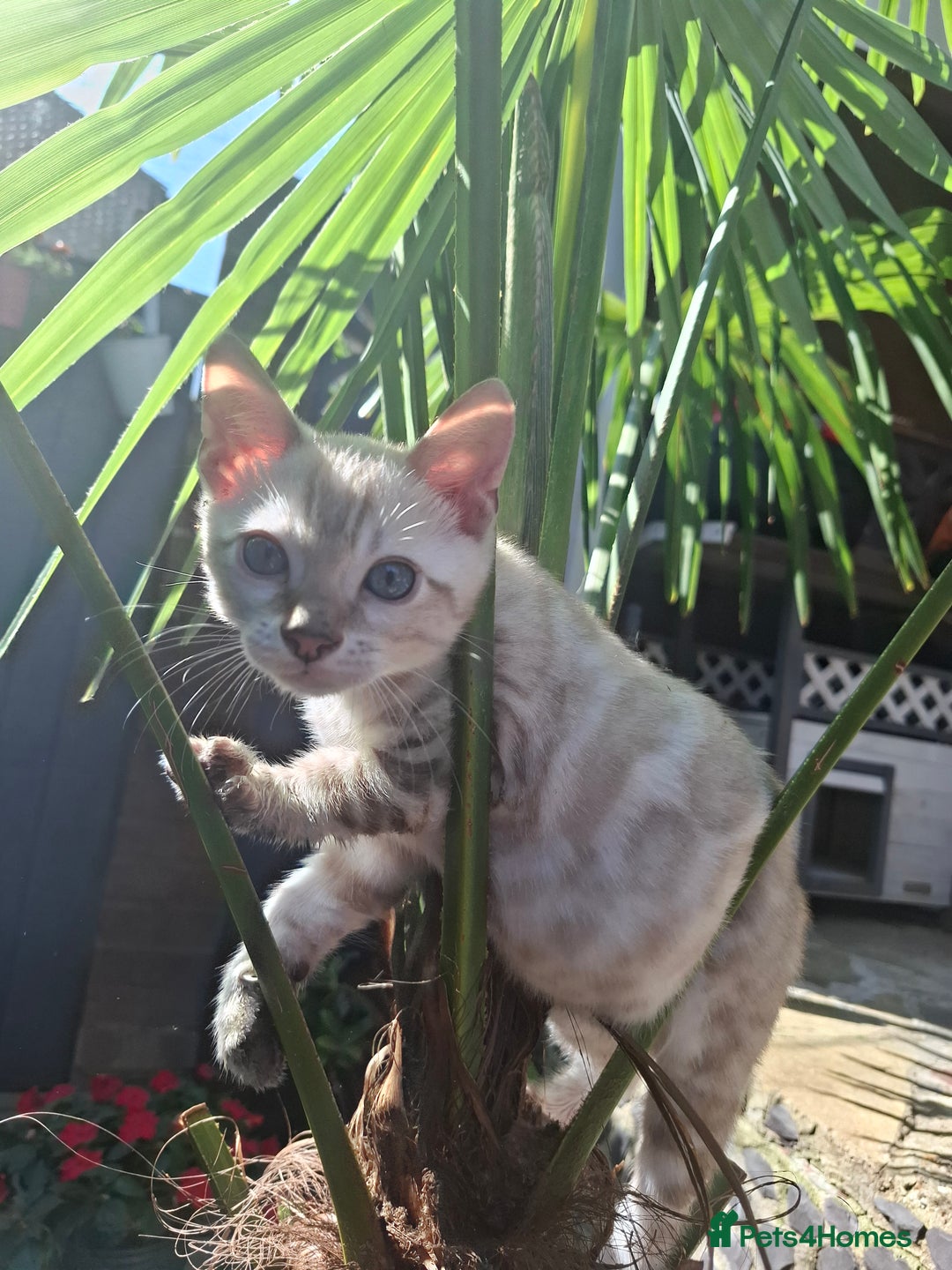 Bengal cats for sale: Prenium TICA registered Bengal Kittens - Image 9