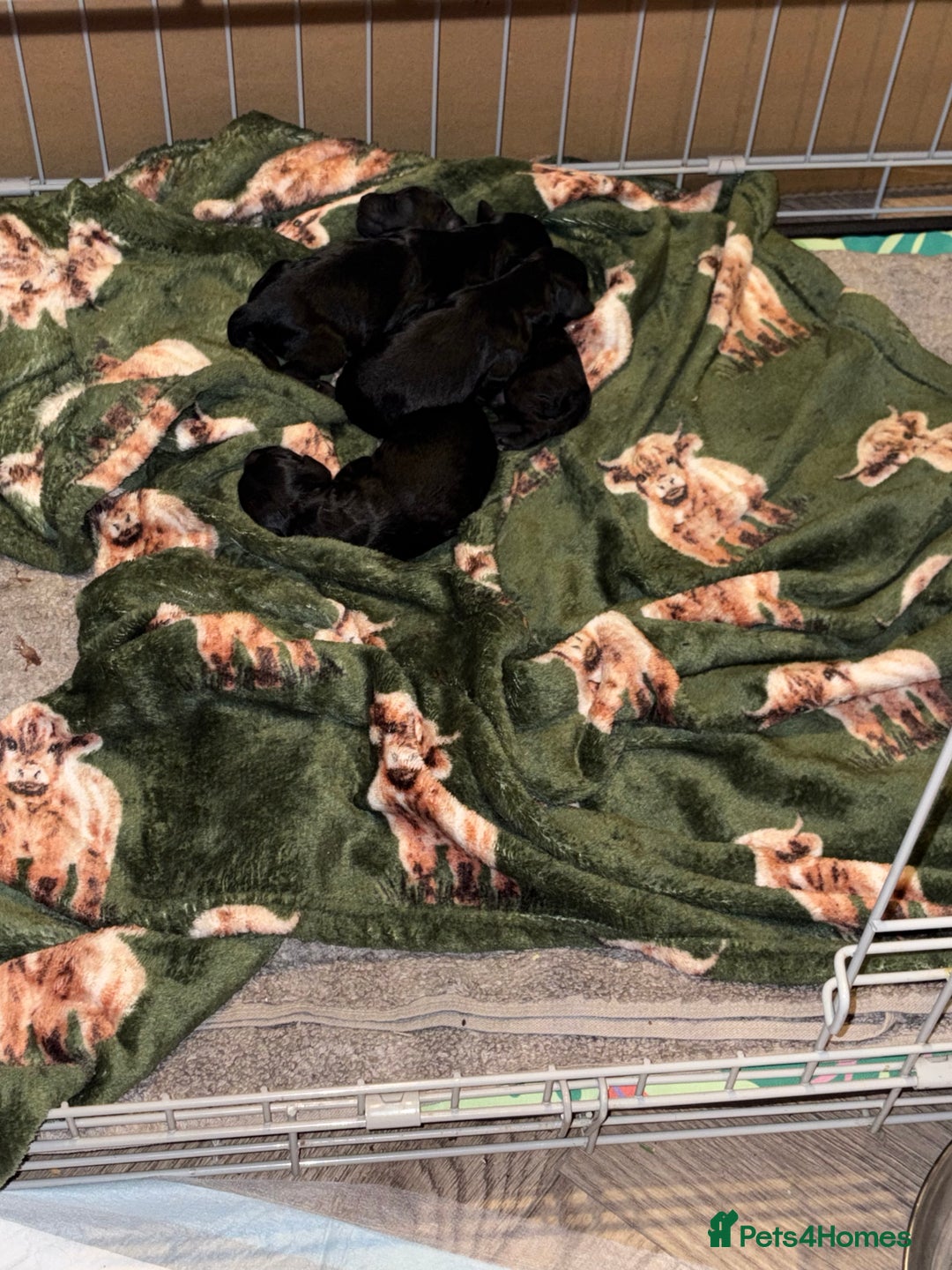 Mixed Breed dogs for sale: Gorgeous sprockerpoo puppies 🐶 - Image 6