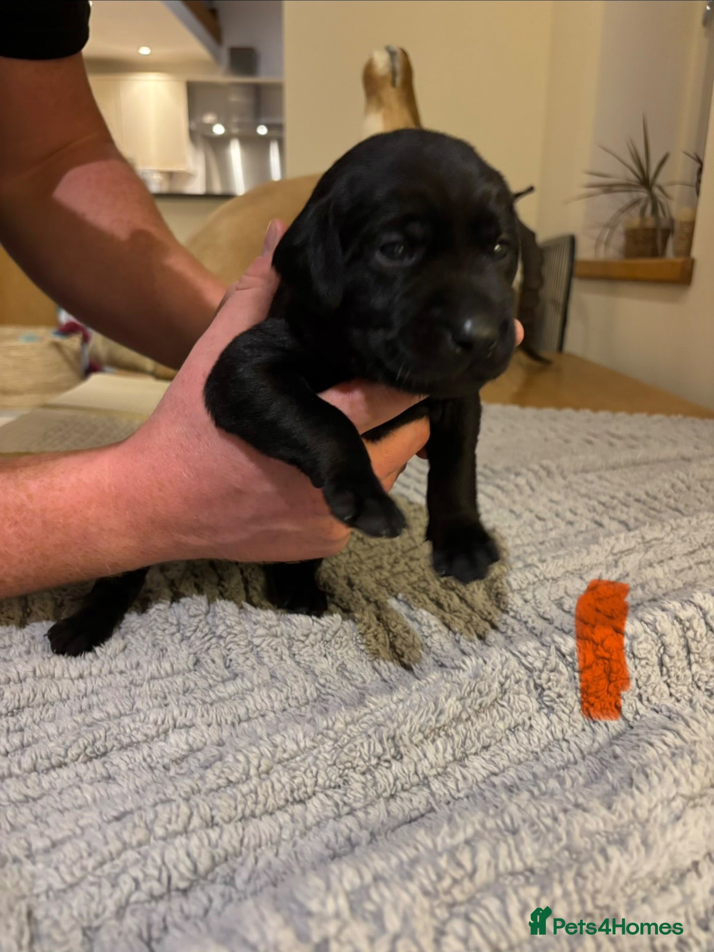 Labrador Retriever dogs for sale: Black Labrador Puppies  - Advert 13