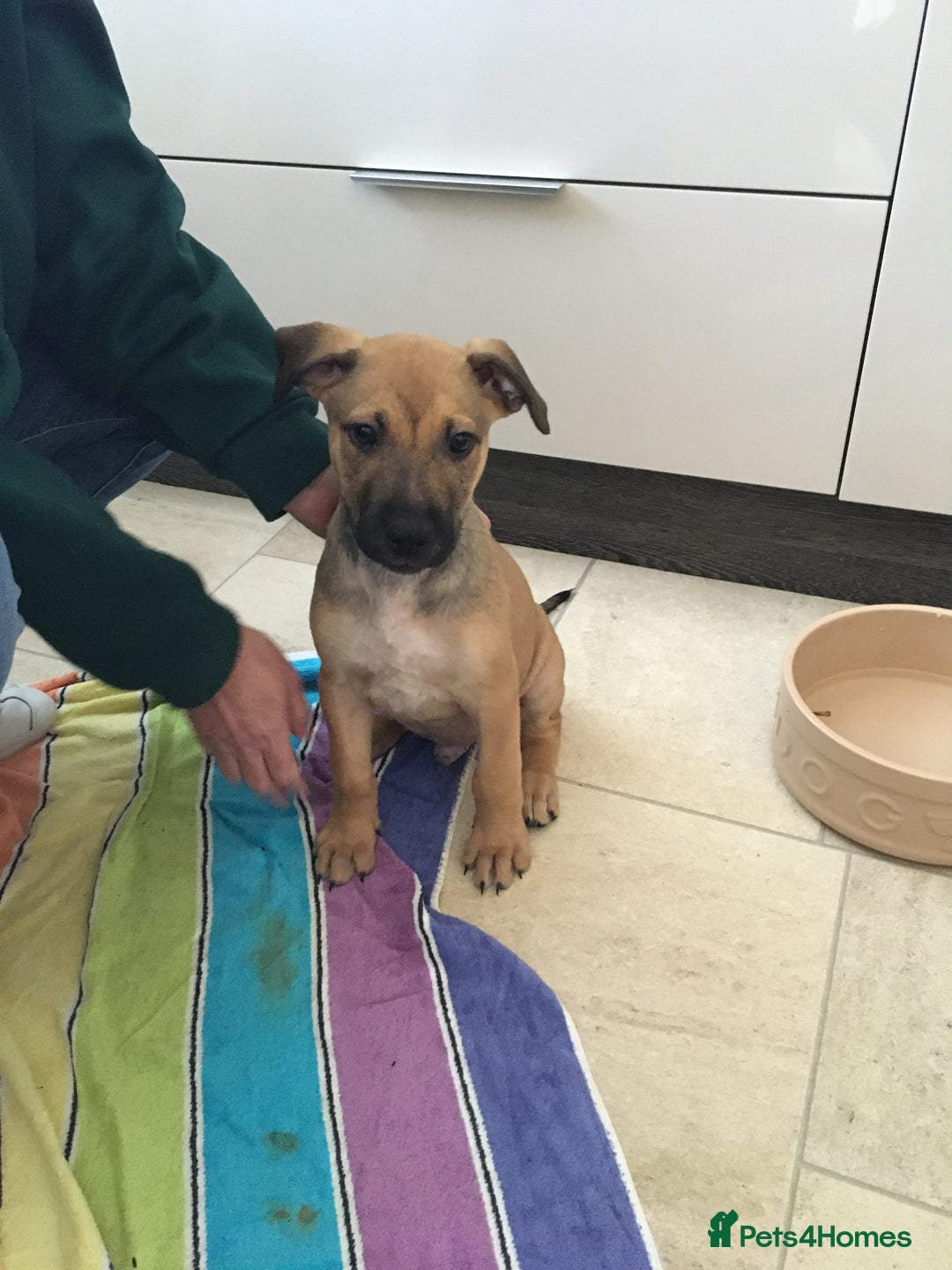Mixed Breed dogs for sale: Belgian Malanois X American Bulldog puppies  - Image 1