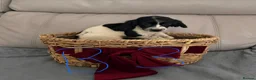 Sprocker dogs for sale: Sprocker puppy’s for sale  - Advert 3