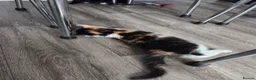 Mixed Breed cats for sale: 5 gorgeous kittens for sale - Advert 21