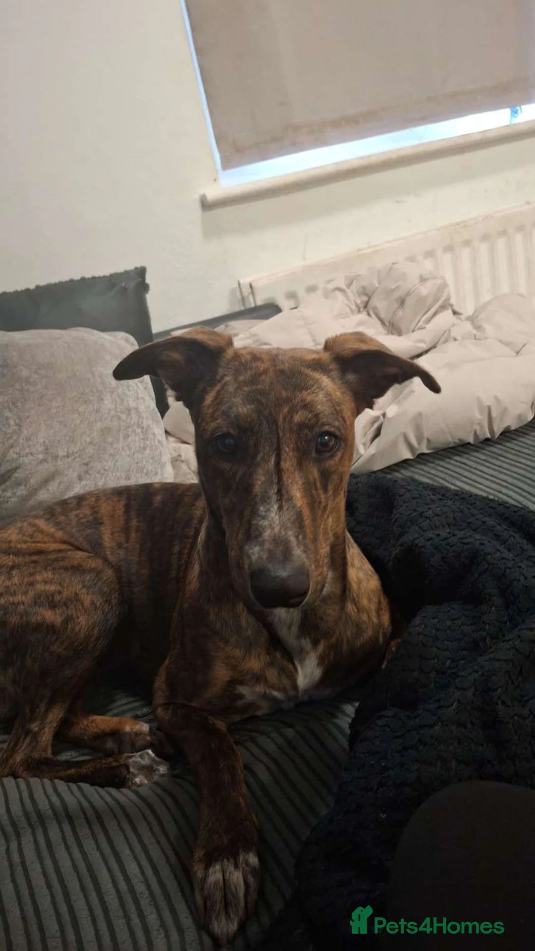 Mixed Breed dogs for sale: Rehoming Daisy - Advert 4